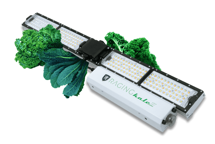 Raging Kale Scynce LED